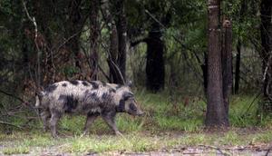 Wild pigs already cause billions of dollars in damage to agriculture in the southern US.Mayra Beltran/Houston Chronicle/Getty Images