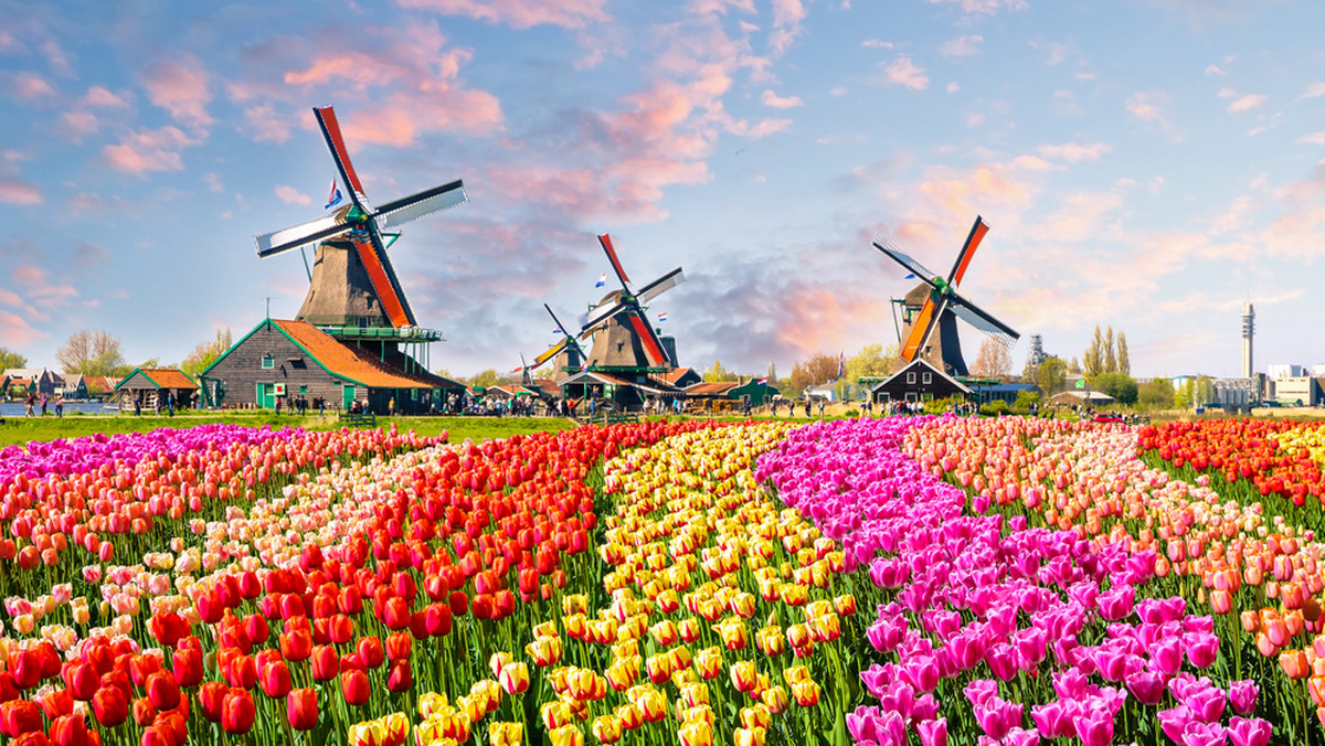 Holandia – krajobraz z wiatrakami i tulipanami