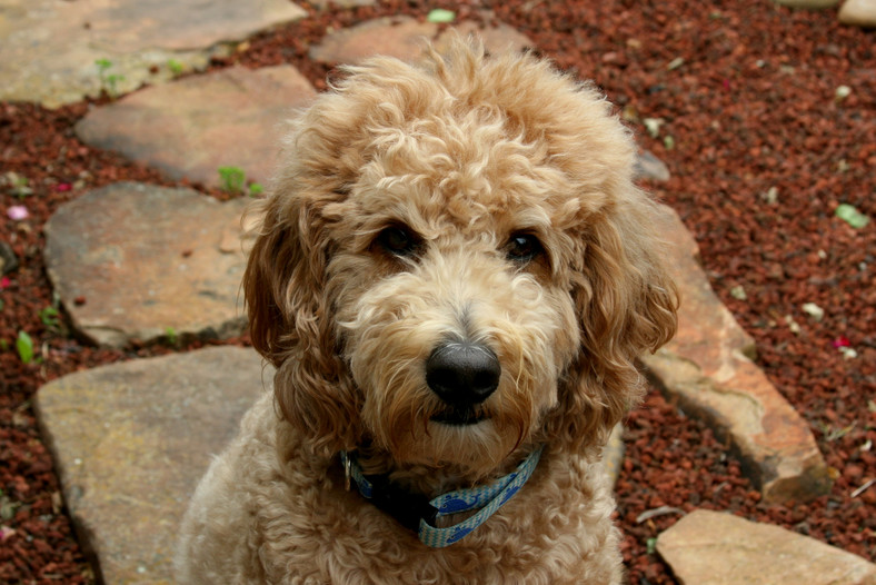 Goldendoodle