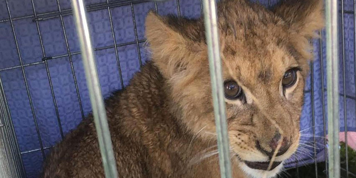 Niewiarygodne! 30-latek trzymał lwa w mieszkaniu