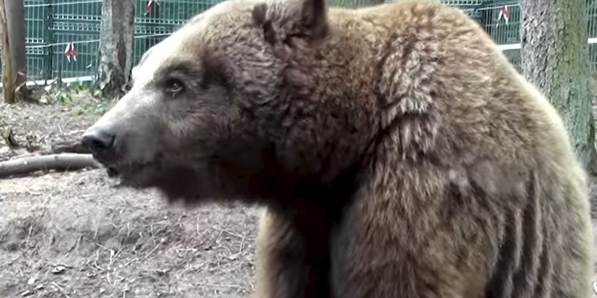 Cyrkowcy znęcali się nad niedźwiedziem Baloo.