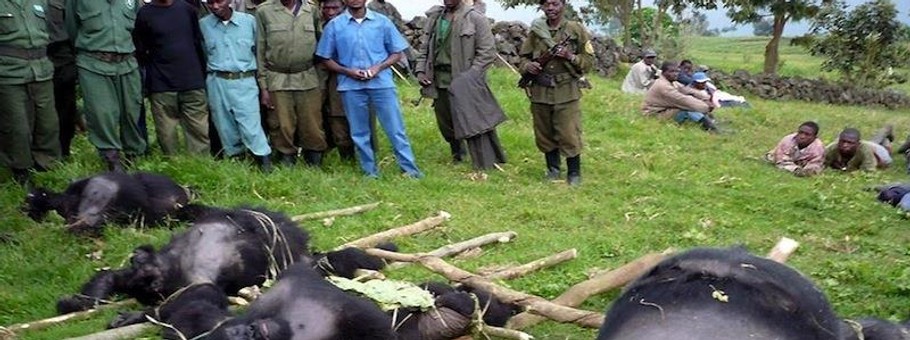 CONGO DEAD GORILLAS