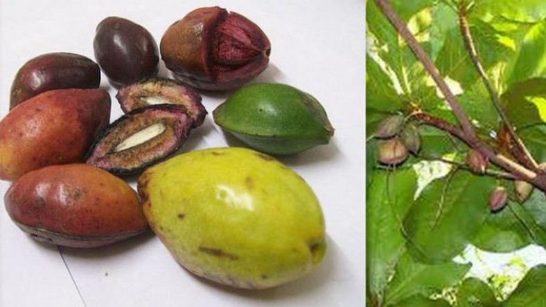 You probably didn't know the names of these popular Nigerian fruits