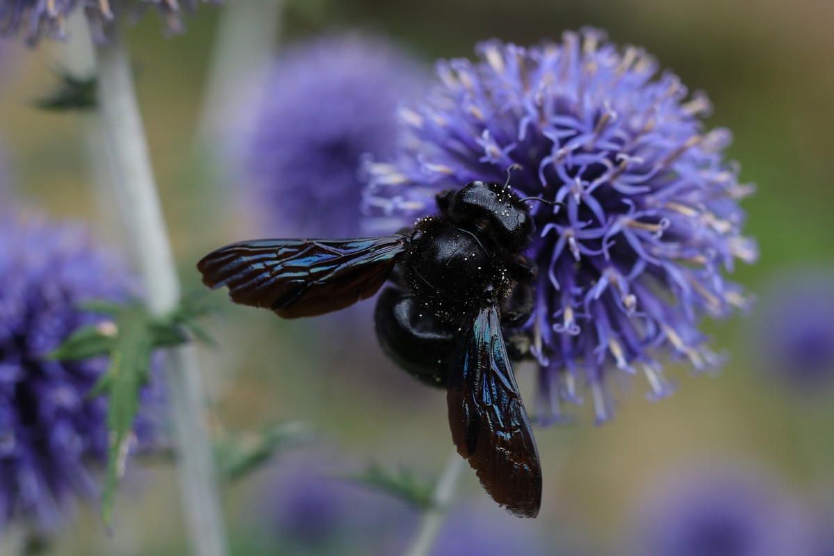 Zadrzechnia fioletowa, Xylocopa,Violacea