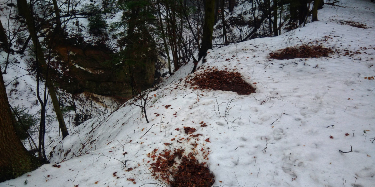 Leśnicy pytają o "wygrzane placki" na śniegu.