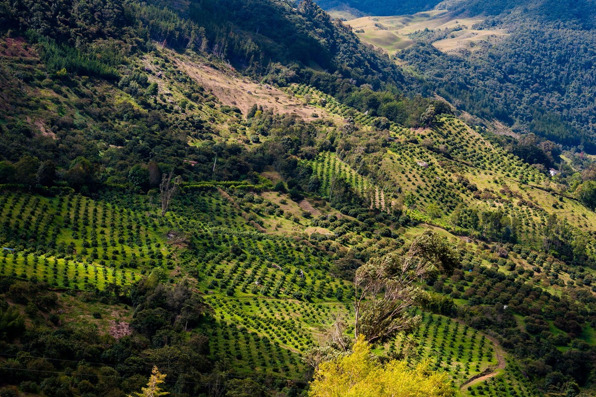 Efectul culturii de avocado asupra climei.  O adevărată catastrofă climatică a alimentat în Mexic – știința