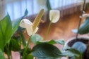 1. Wspaniały żywy filtr powietrza - skrzydłokwiat pochłania groźne toksyny