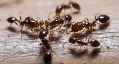 Alarm! Mrówka ognista już w Europie. Jej ugryzienie boli jak poparzenie