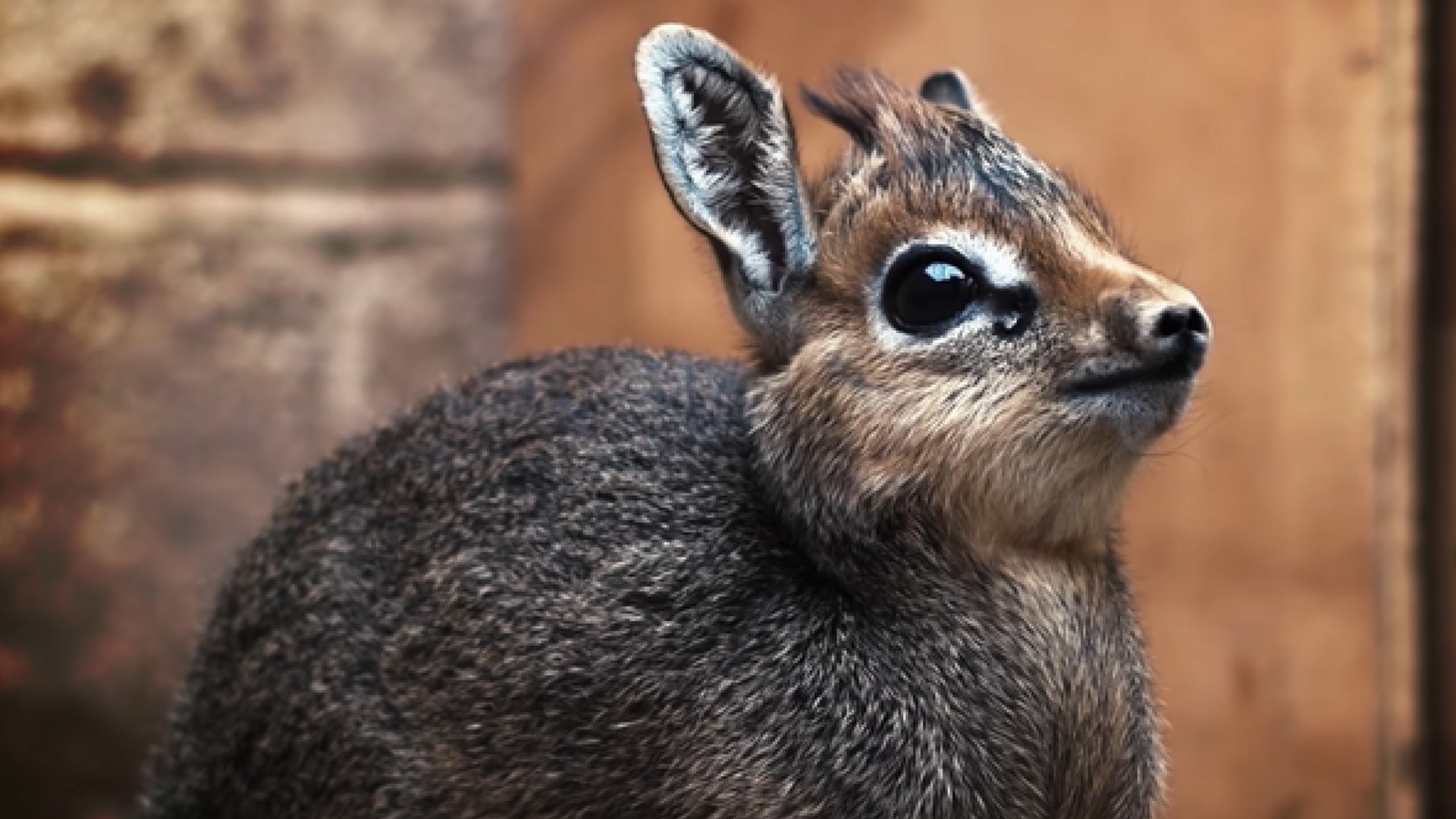 Das Dikdik ist das süßeste Tier, das du diese Woche sehen ...