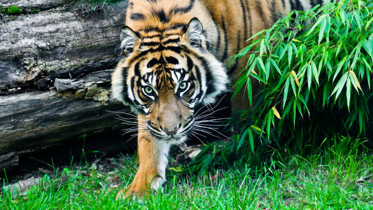 Wrocławskie zoo rekrutuje opiekuna tygrysów. Media: takie są stawki