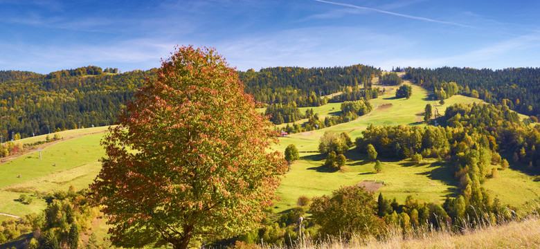 Wierchomla i Beskid Sądecki na jesień - wyprawa po złote runo