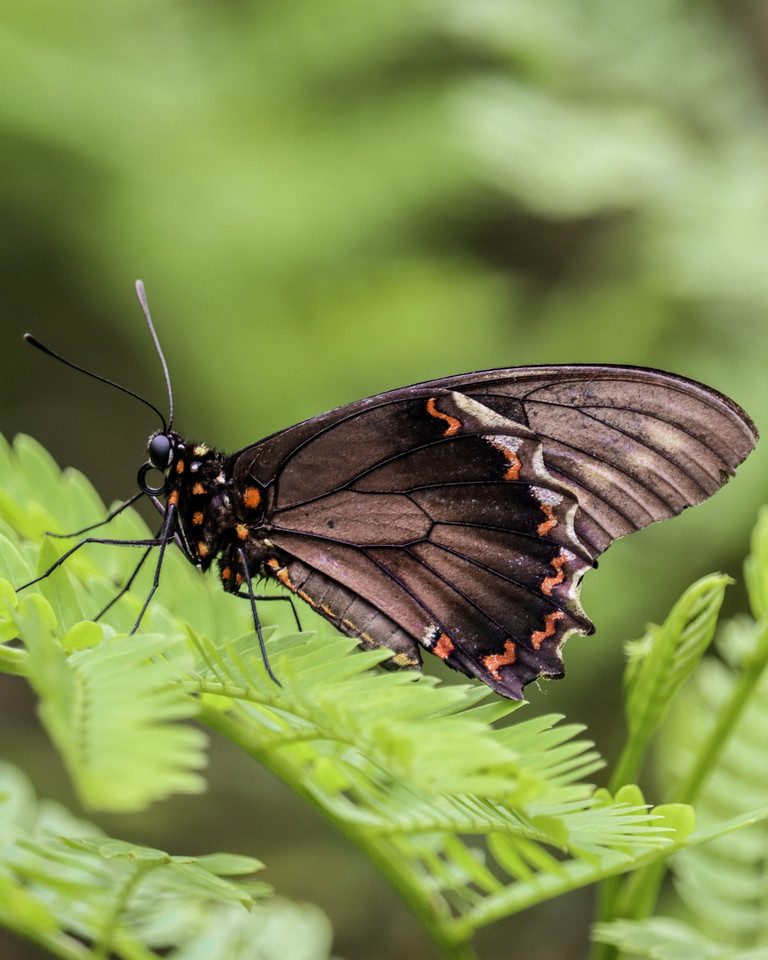 Battus polydamas