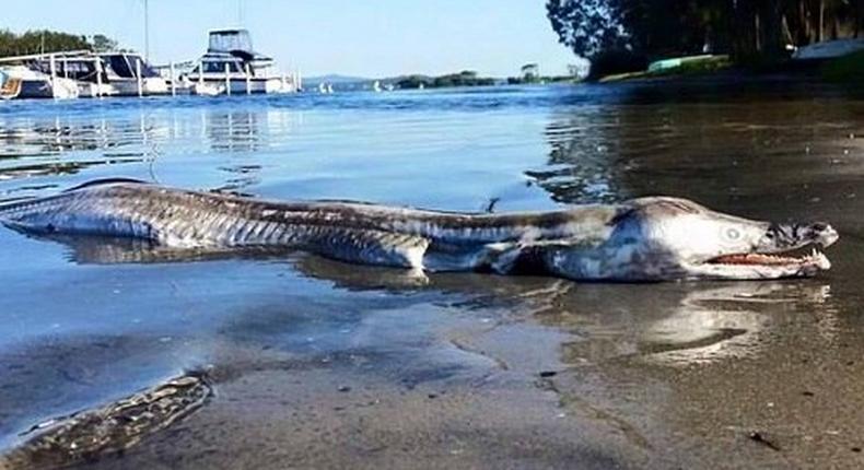 Australia weird sea animal