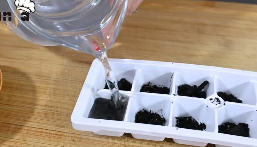 Šargarepa, kockice leda