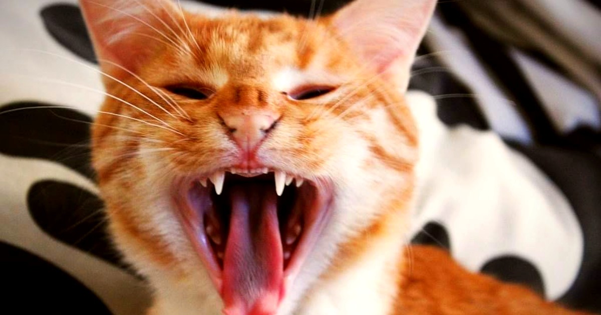 Co mówi mój kot? Ogon jest najważniejszym sygnalizatorem zmian w jego nastroju