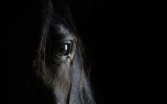 Zaniedbane konie na posesji. Jeden z nich padł