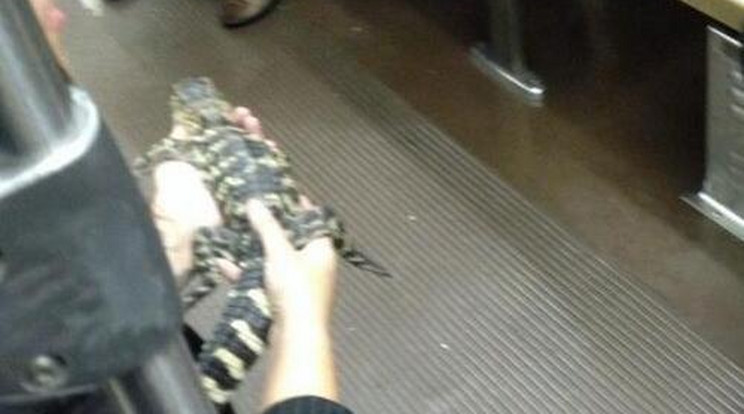 Alligátorral utazgatott a metrón!