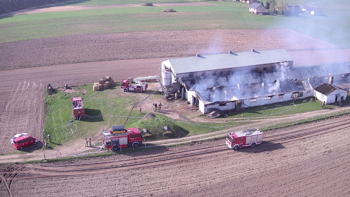 Spłonęły kurniki pod Mońkami. W środku trzydniowe kurczęta