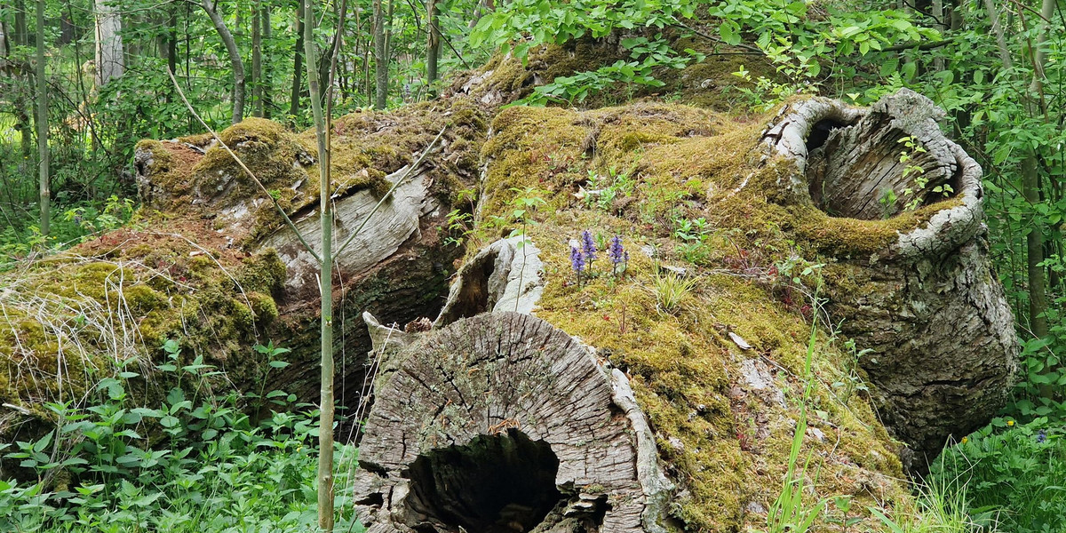 Trzyletnia Haidi okrutnie zamordowana i porzucona w lesie.