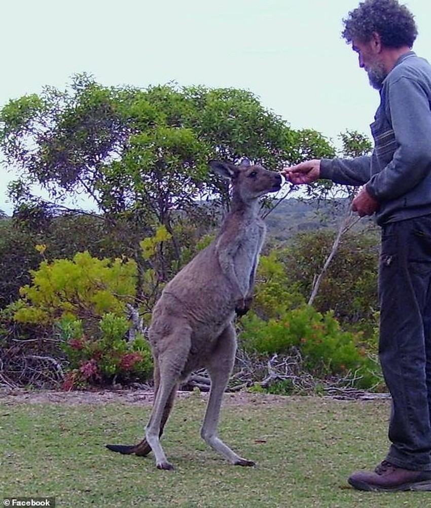 Fil hrani kengura na svom imanju