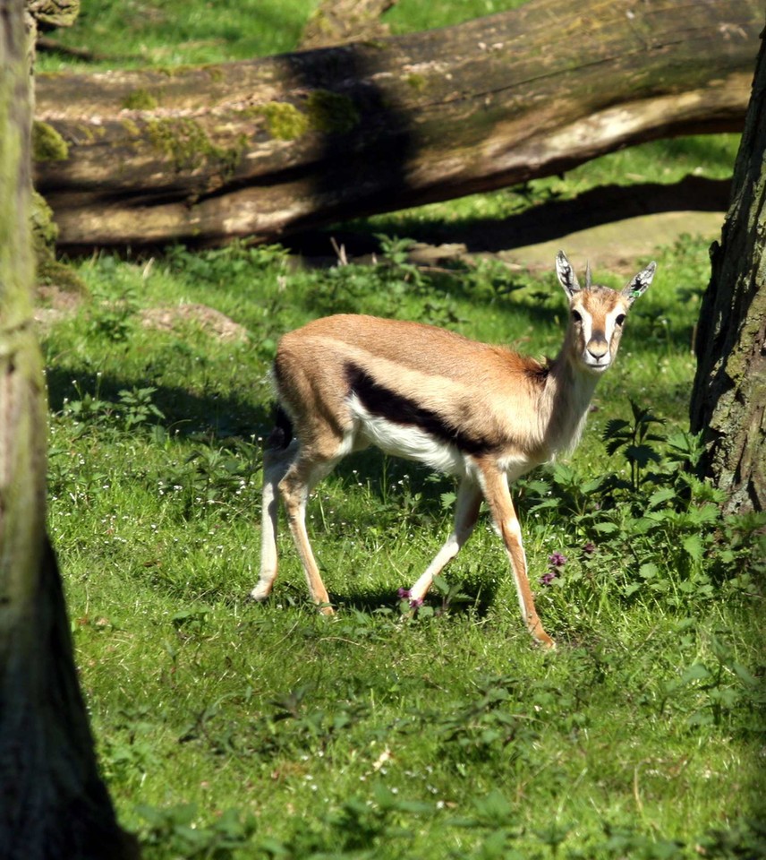 POZNAŃ ZOO GAZELE