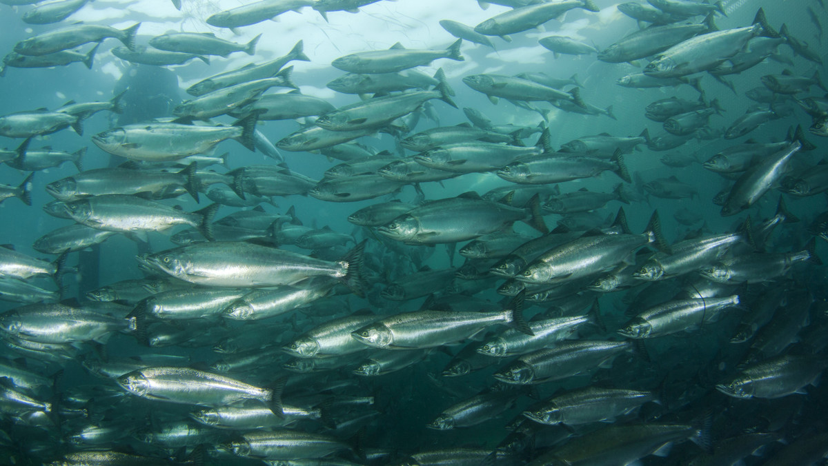 Z należącej do norweskiej firmy hodowli łososi na południu Chile uciekło na wolność około 690 tys. ryb, którym podawano antybiotyki nienadające się do spożycia przez ludzi; grozi to poważnymi szkodami dla środowiska - informuje w piątek AFP.
