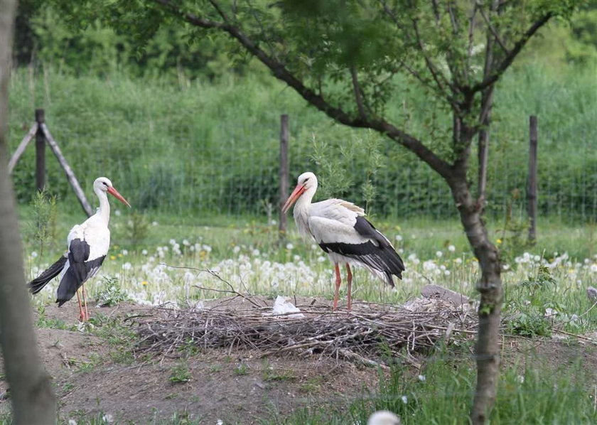 Bociany zwariowały. Robią gniazda na...