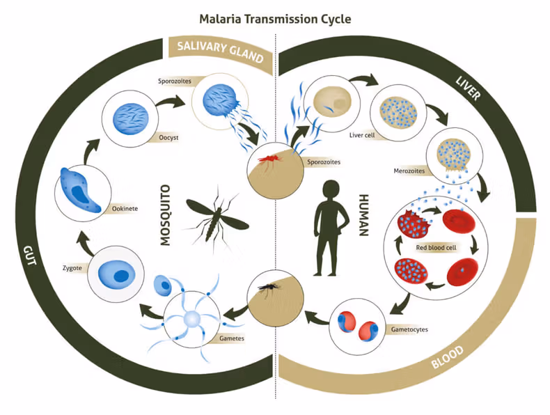 Diagrama ilustrado del ciclo de transmisión de la malaria, mostrando cómo el parásito pasa entre el mosquito y el ser humano, con etapas en el intestino, glándula salival, hígado y sangre.