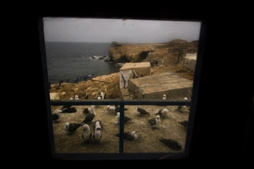 PERU GUANO FEATURE