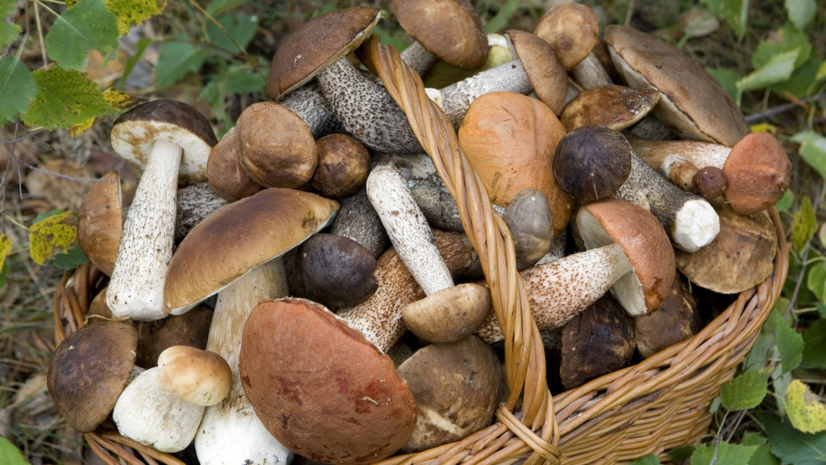 Ponad 130 kilogramów grzybów, głównie borowików, skonfiskowała włoska straż leśna w Trydencie na północy kraju podczas kontroli wśród grzybiarzy w tamtejszych lasach. Wielu z nich ukarano za złamanie przepisów w sprawie zasad grzybobrania.