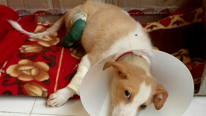 Szívszorító: ok nélkül amputálták a kutyus lábait, mégsem adta fel - fotók