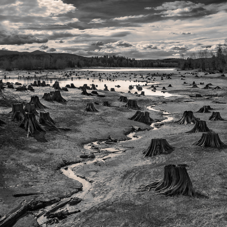 Krajobraz: Hal Gage, zdjęcie „Stumps, Alder Lake, Nisqually River, Oregon” („Pniaki drzew nad jeziorem Alder na rzece Nisqually, Oregon”)