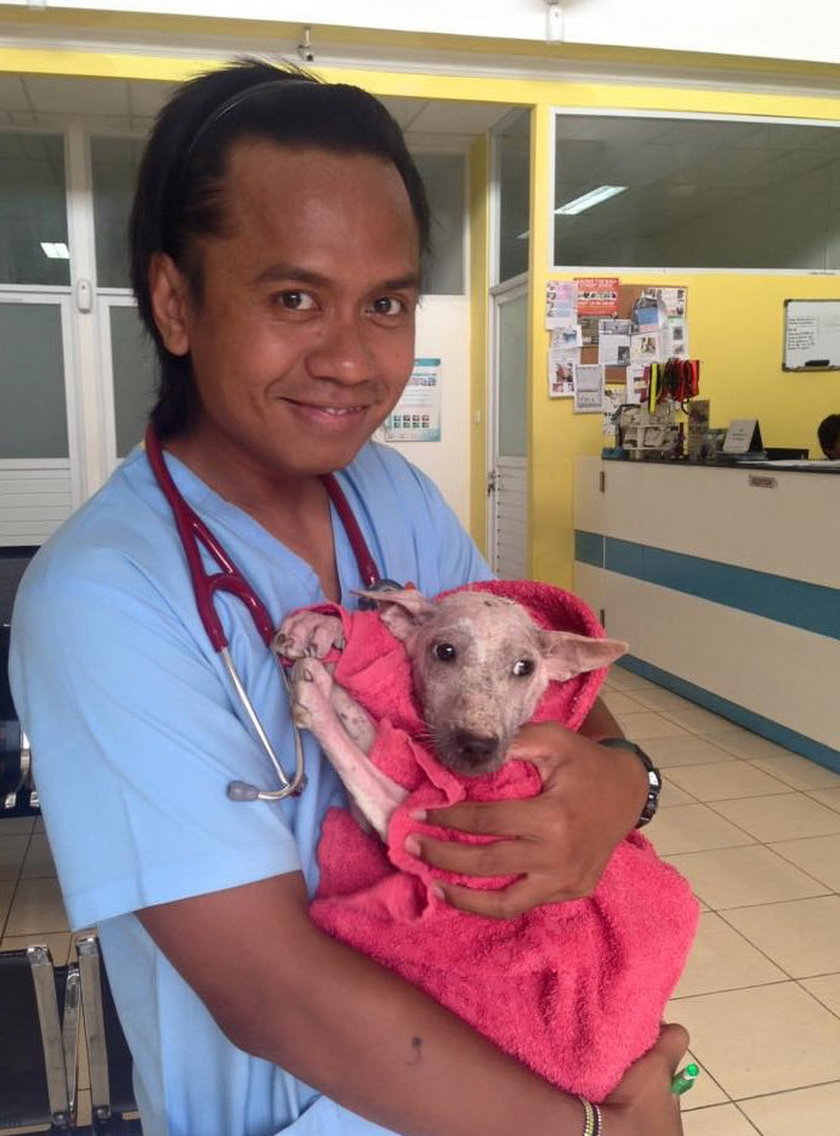 Uratowany pies na Bali