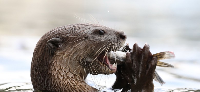 W ogrodach zoologicznych w USA szczepią zwierzęta podatne na COVID-19