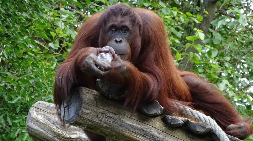 Orang-Utan-Bordelle sind der Gipfel der Tierquälerei