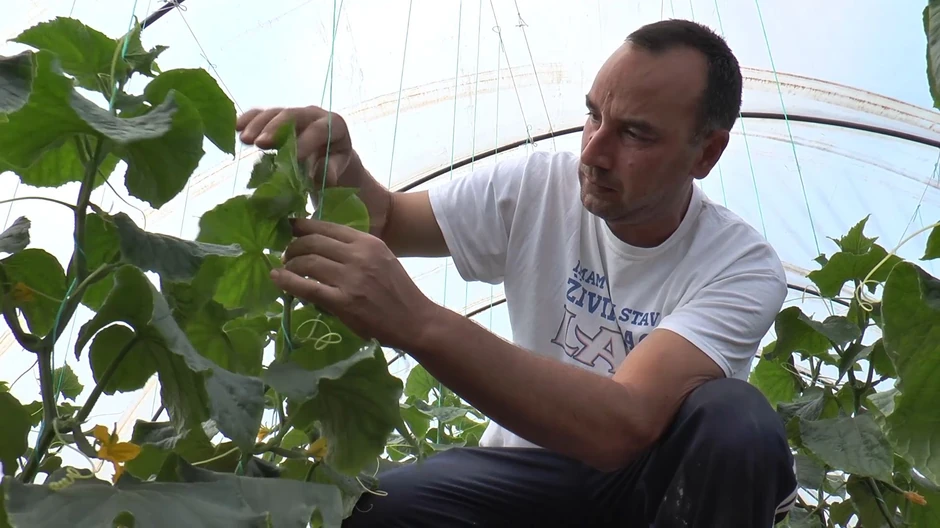 Radiša Stojićević