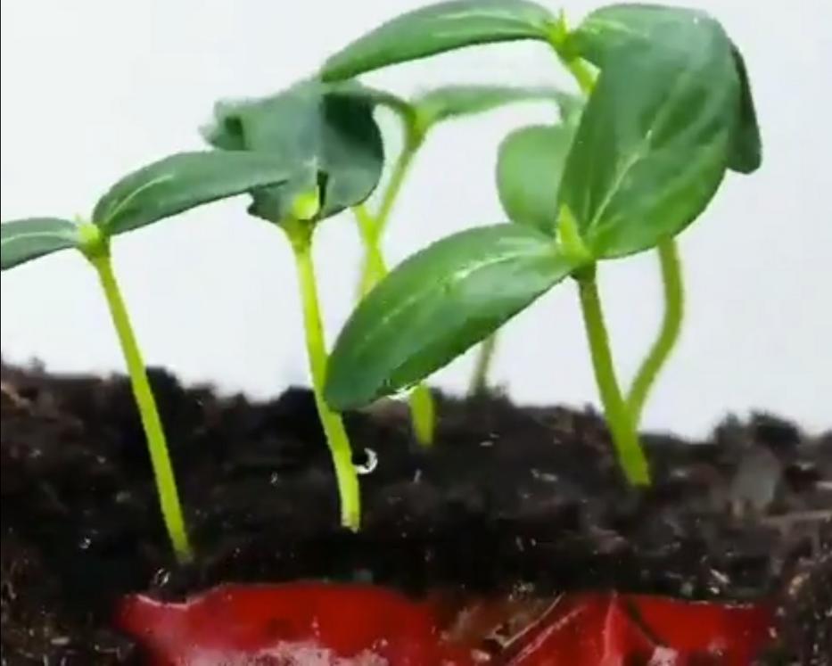 Évekig teremhet ugyan az a paprika, ha megcsinálod ezt a trükköt! - Blikk  Rúzs