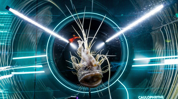 Ryba wędkarz - fascynujący eksponat z Hydropolis