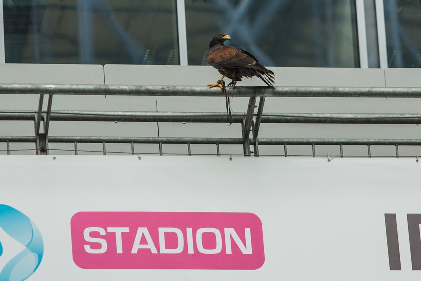 Co sokolnik robi na stadionie?