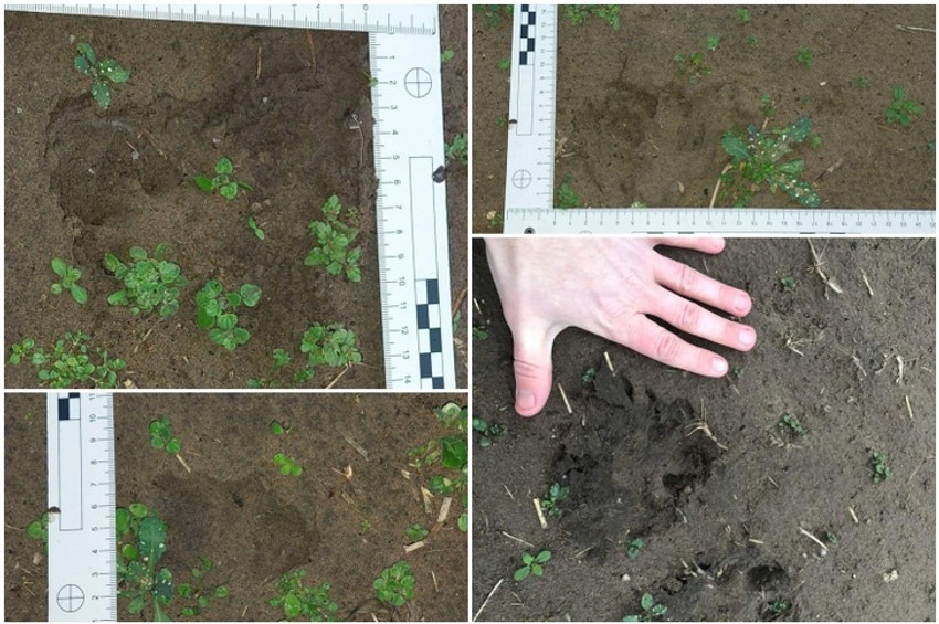 Tragovi crnog pantera