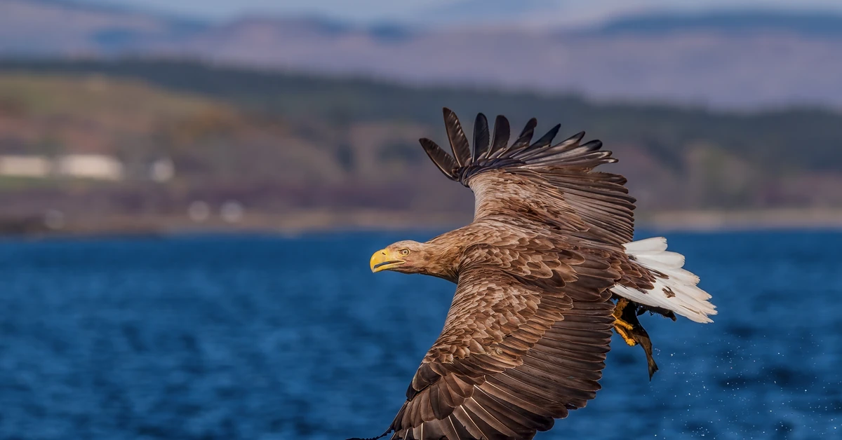 Niezwykle przyjemny quiz z polskich ptaków. 20/20 tylko dla orłów