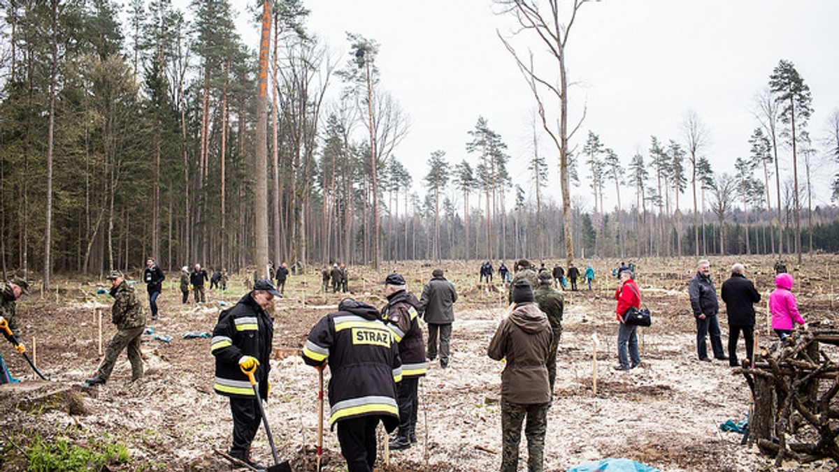 Dzisiaj urzędnicy Ministerstwa Środowiska sadzili młode drzewka w Puszczy Białowieskiej. Działacze Greenpeace alarmują, że to zasłona dymna. Drzewka sadzone są na wyrębach, między pieńkami po stuletnich świerkach. Zdaniem ekologów, są to przygotowania do kolejnych wyrębów starych drzew, które zniszczą wyjątkowy charakter puszczy, zamieniając kolejne jej fragmenty w jednowiekowe plantacje i młodniki.