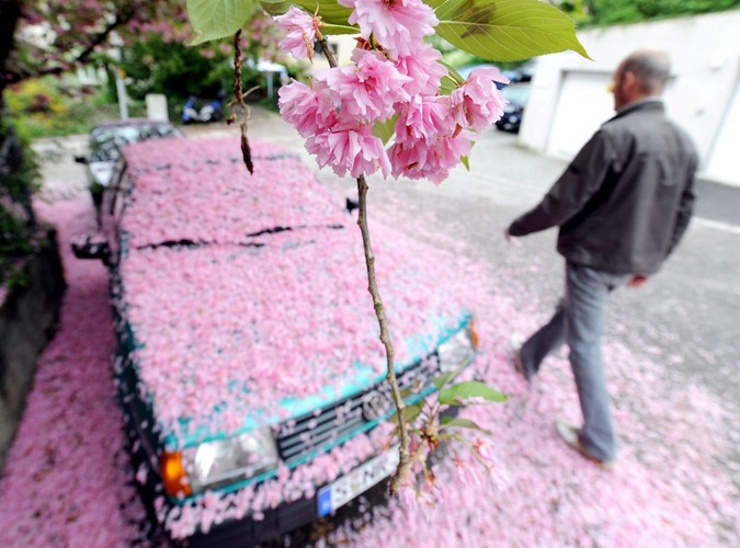 Mercedes w Stuttgarcie. Tak przystroić auto potrafią tylko Niemcy