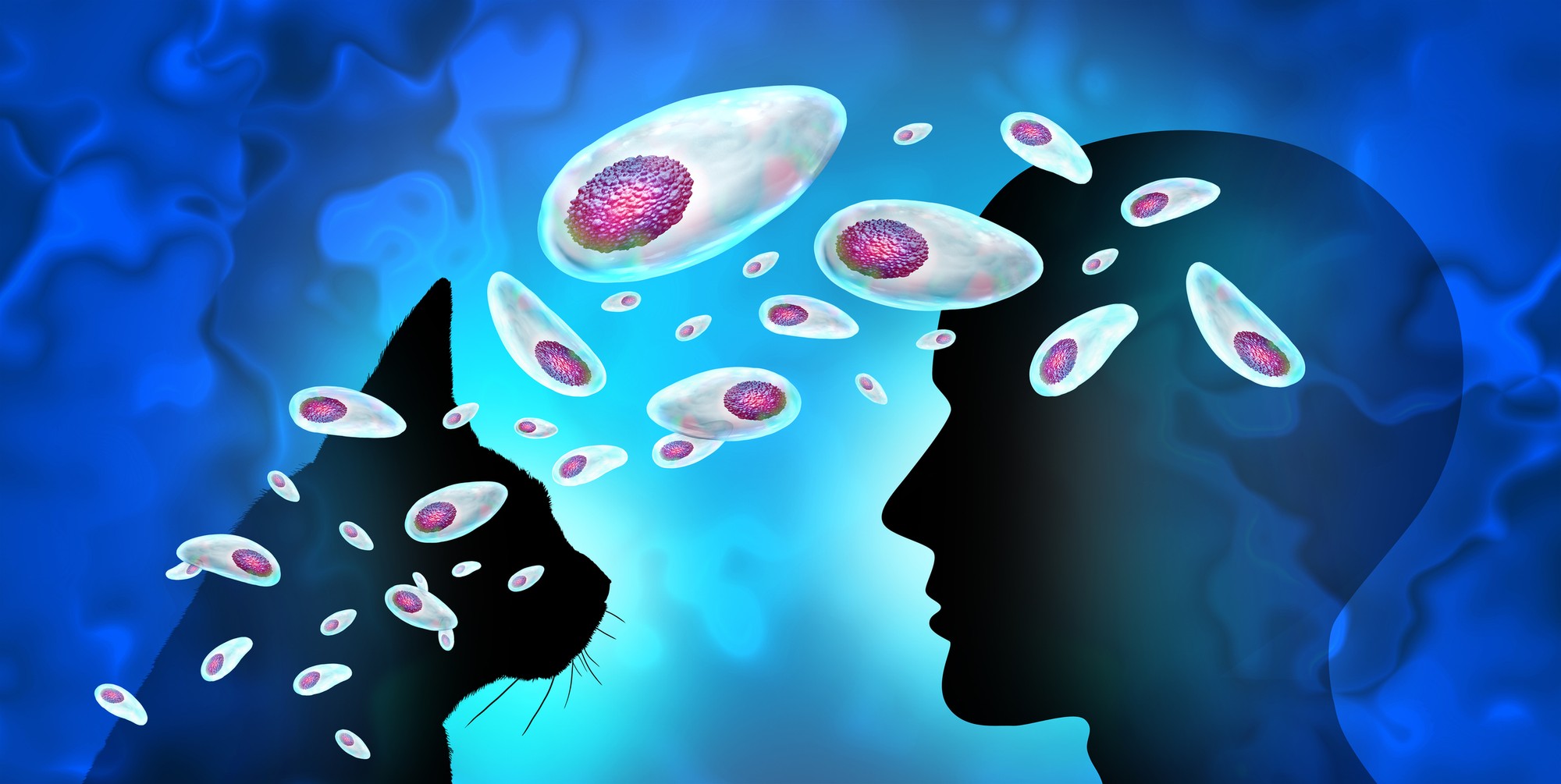 The parasite is mainly transmitted by cats. (illustration photo)