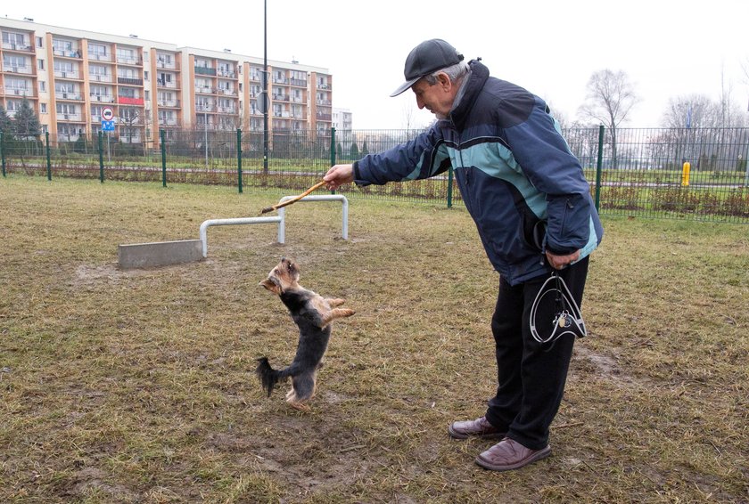 Wybieg dla psów