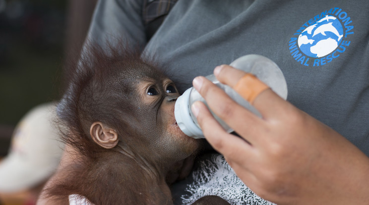 A pici orangtánt ugyanúgy etetni kell, mint egy embercsecsemőt /Fotó: Northfoto