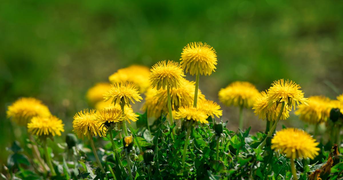 Te kwiaty rosną w kwietniu na każdym osiedlu. To tajna broń na odchudzanie. I to za darmo