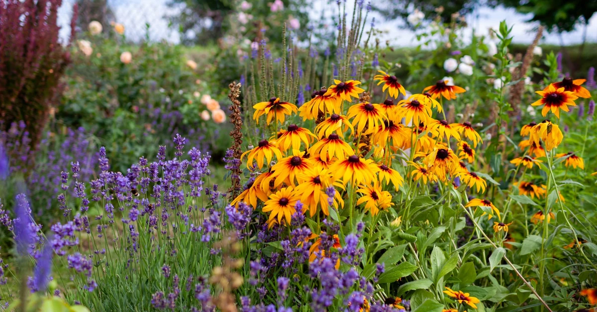 Łatwe w uprawie kwiaty do ogrodu - wieloletnie i jednoroczne. Idealne kwiaty do ogrodu dla początkujących