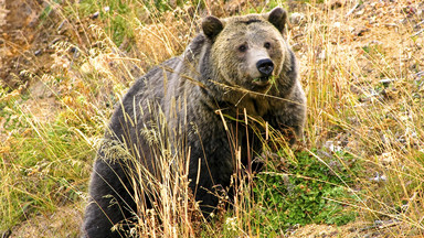 Niedźwiedź zaatakował turystę w Yellowstone