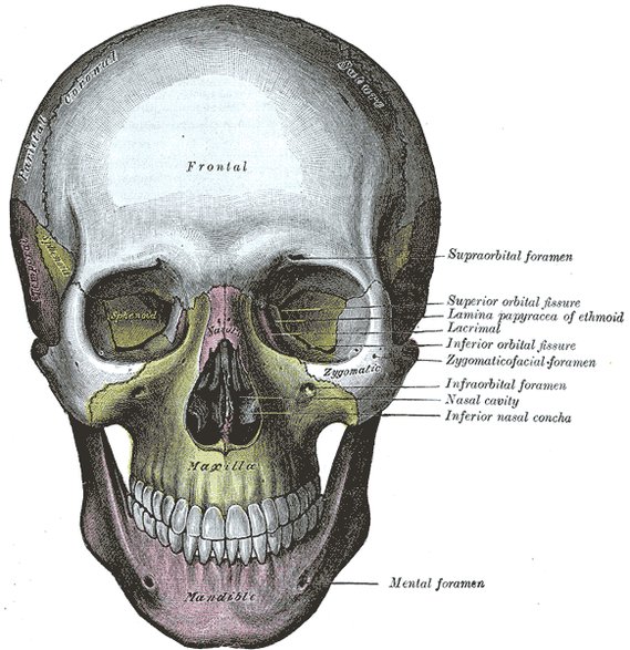 Ilustracja z wydania "Anatomii ciała ludzkiego" z 1918 r.